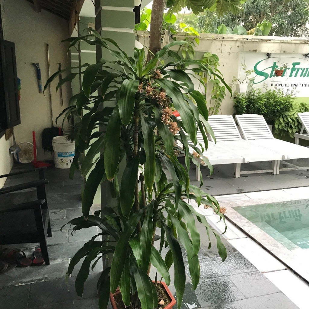 Dracaena Janet Craig Plant indoor corner styling