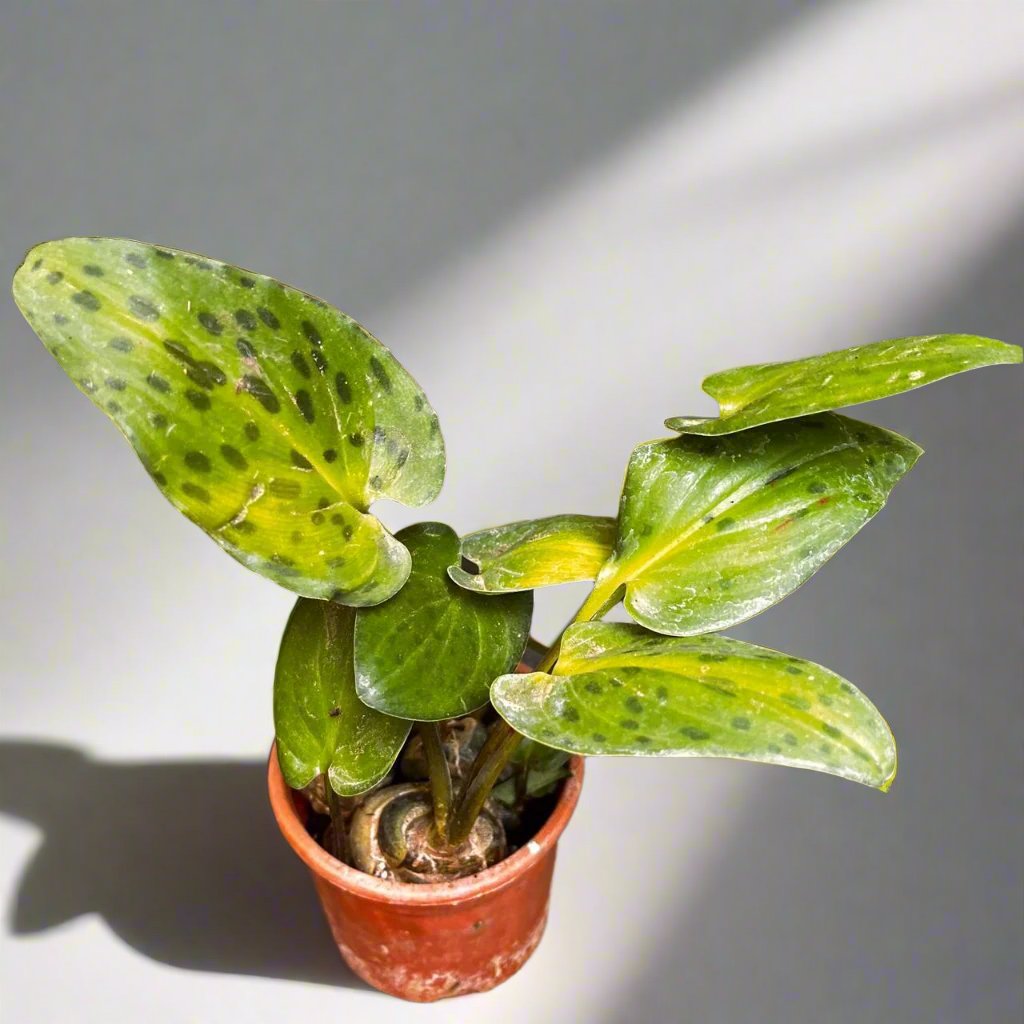 variegata succulent Drimiopsis Maculata Variegata – Decorative Succulent Plant