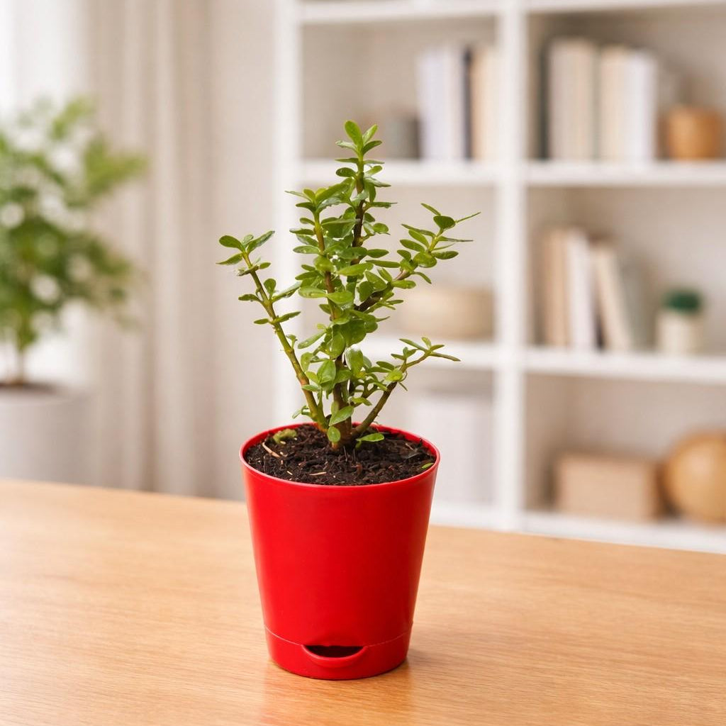 Dwarf Jade Portulacaria Afra Succulent Plant self watering pot - myBageecha