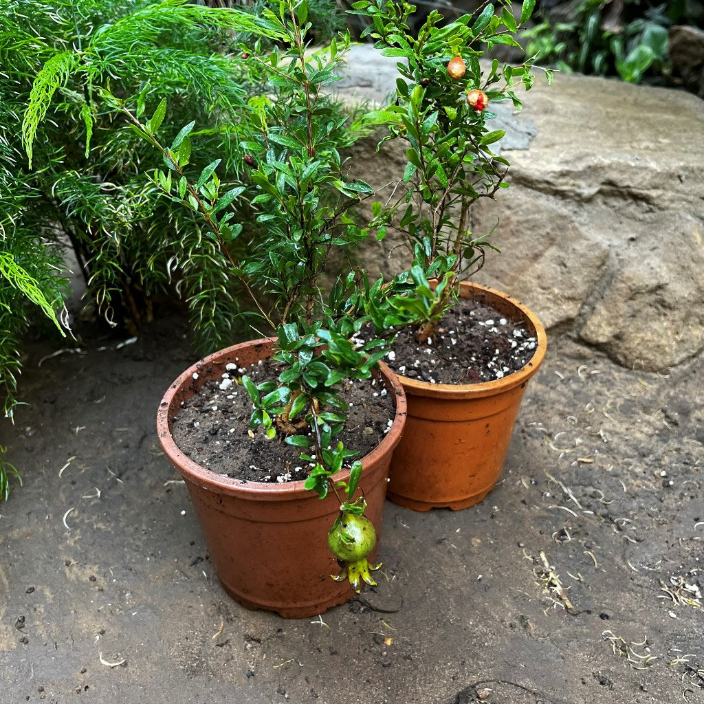 Dwarf Pomegranate Plant - myBageecha