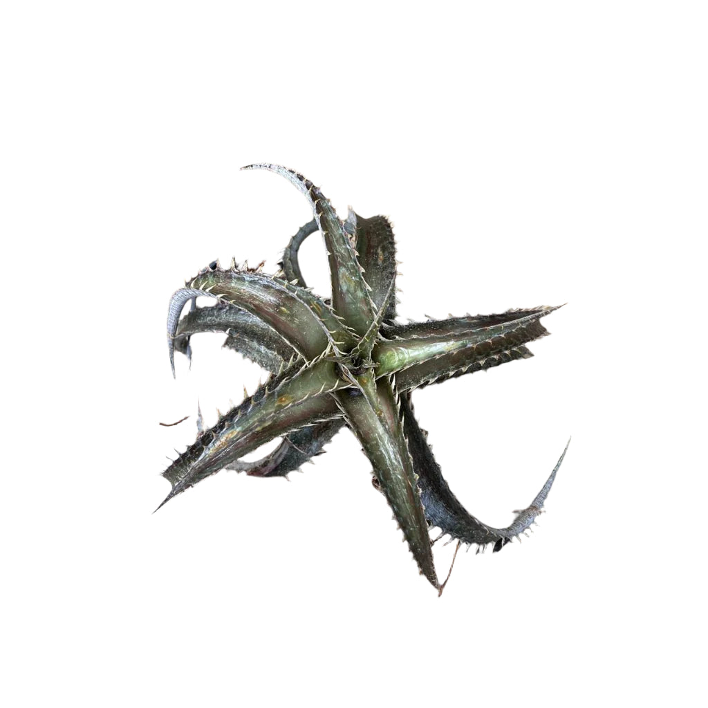 Dyckia Brittle Star-myBageecha