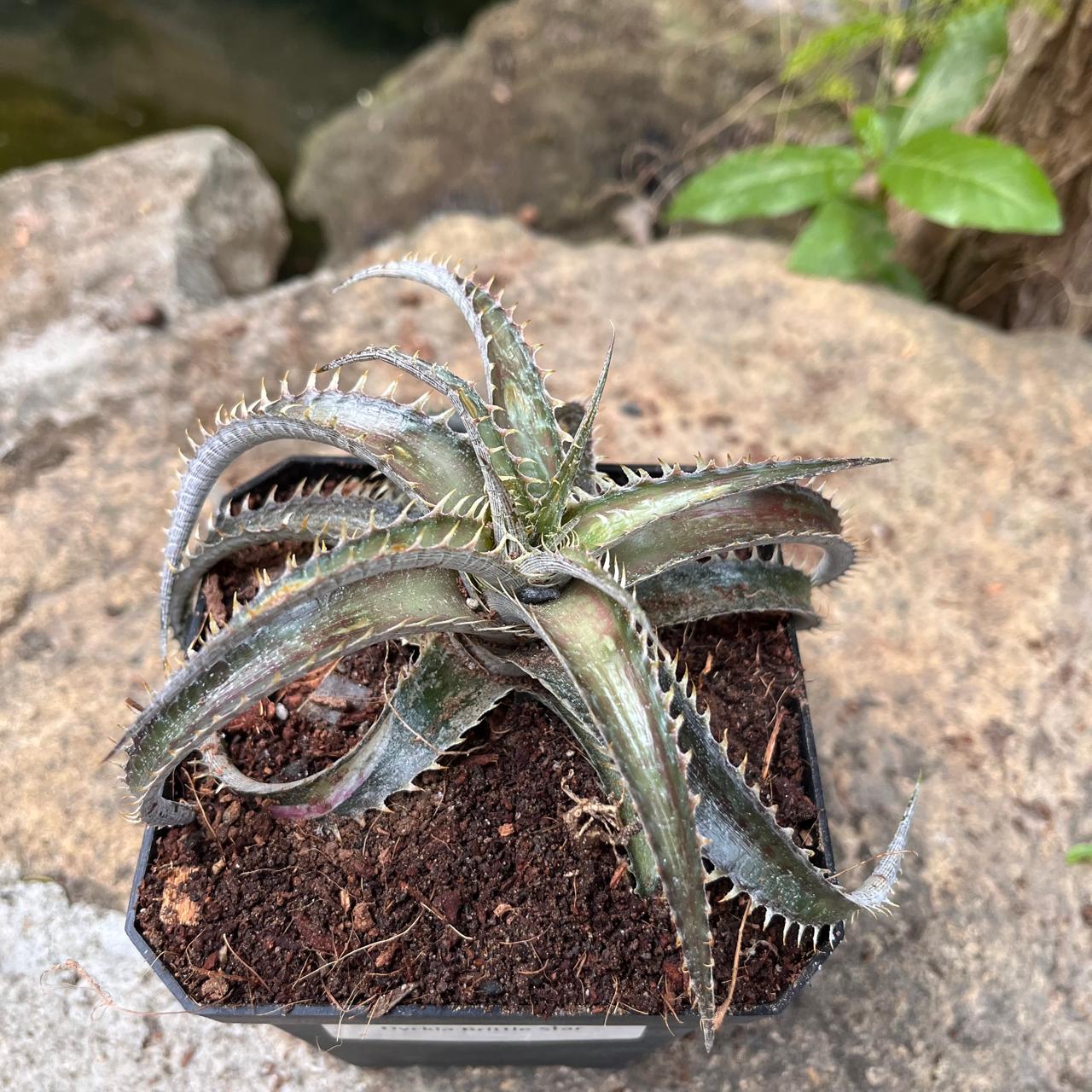Dyckia Brittle Star Plant