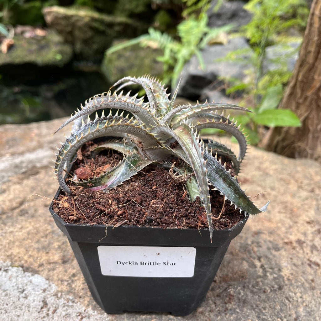 dyckia succulent Dyckia Brittle Star – Sculptural Rosette Bromeliad
