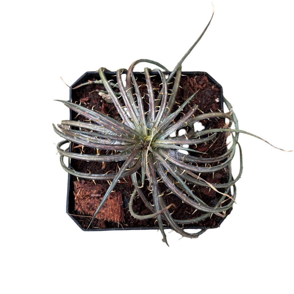 Dyckia Dawsonii-myBageecha