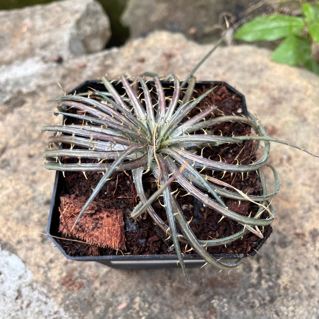 Dyckia dawsonii rosette with silvered leaf spines by myBageecha