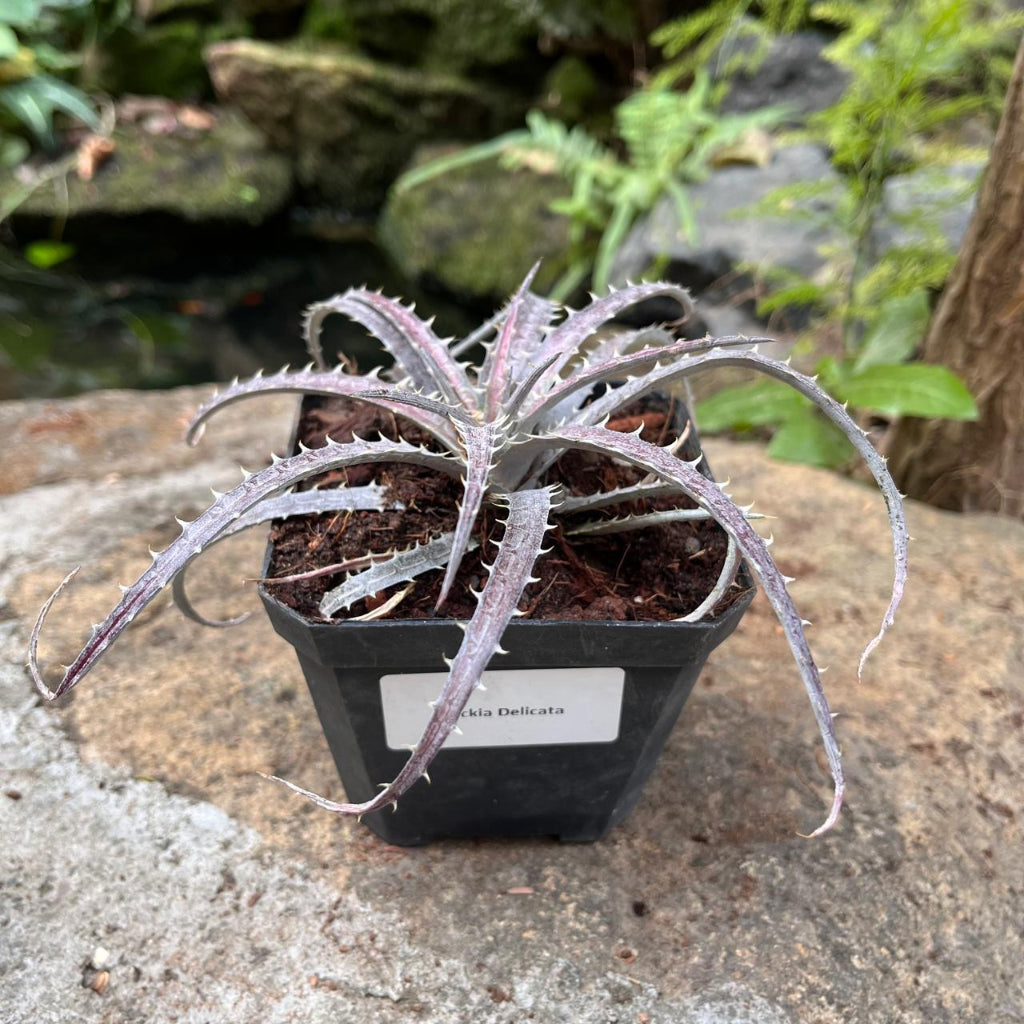 Dyckia Delicata-myBageecha