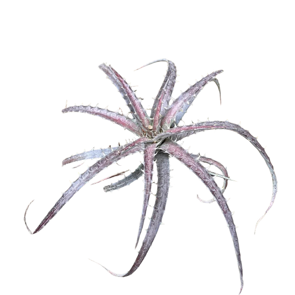 Dyckia Delicata-myBageecha