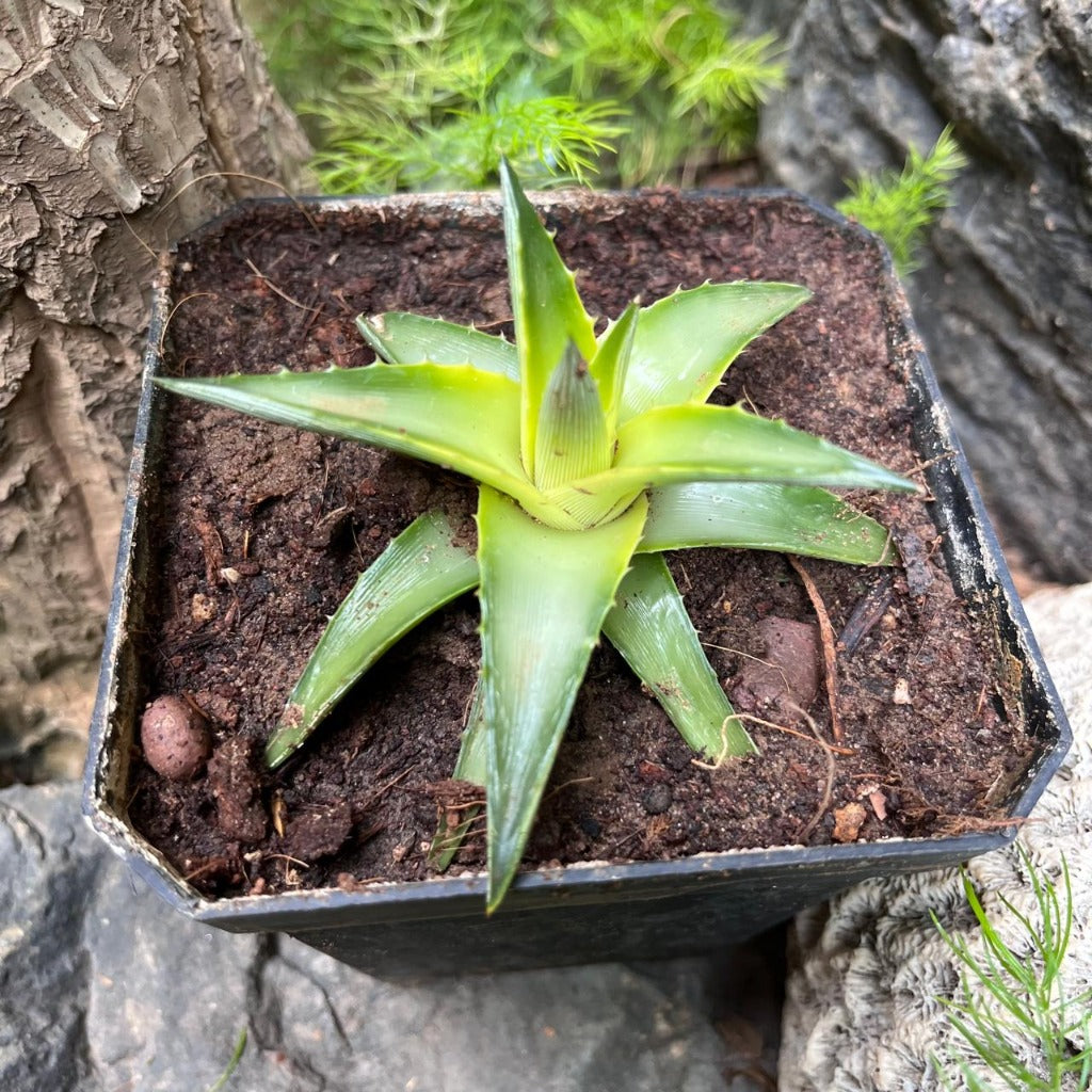 Dyckia yellow glow with sharp textured rosette and golden tone by myBageecha