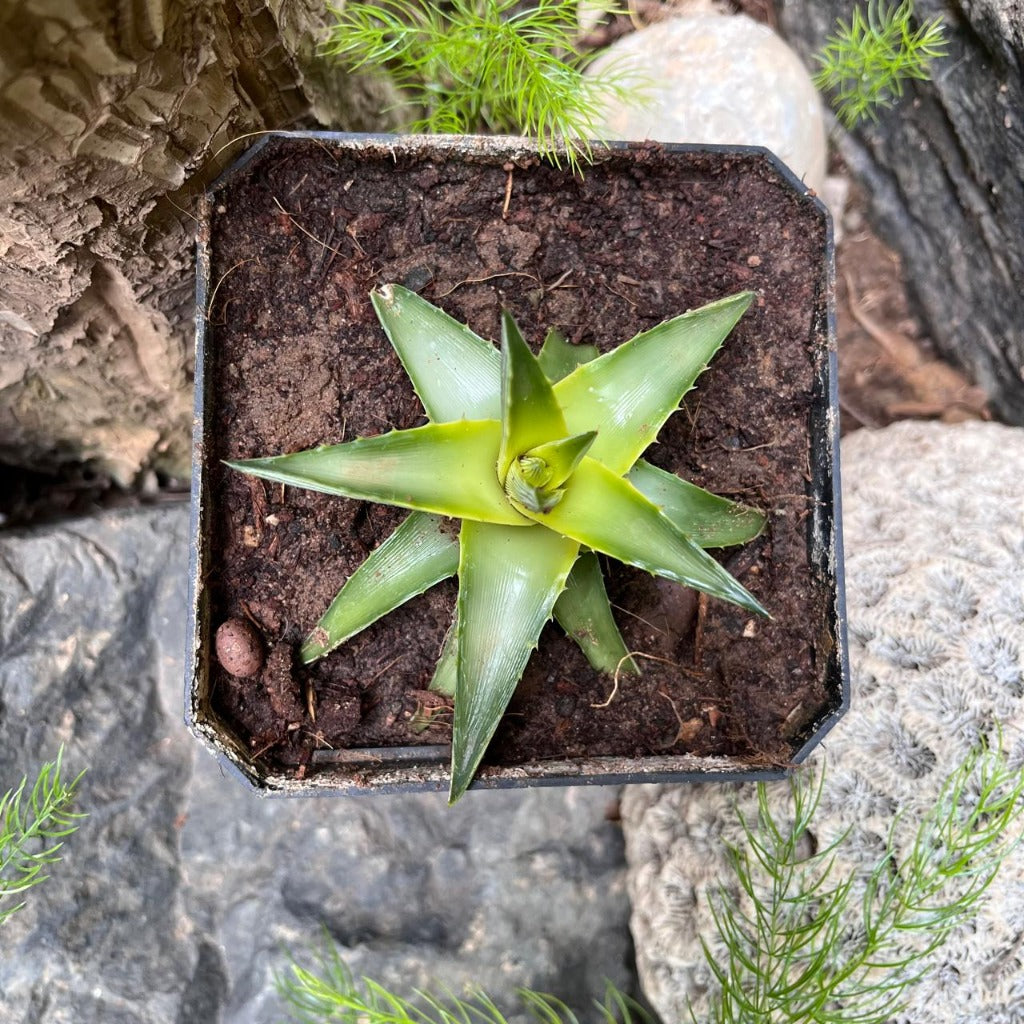 Top angle showing leaf geometry and form.