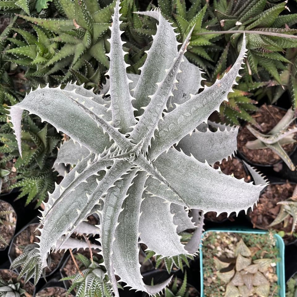 Dyckia platyphylla silver rosette with wide leaves and spiny margins by myBageecha