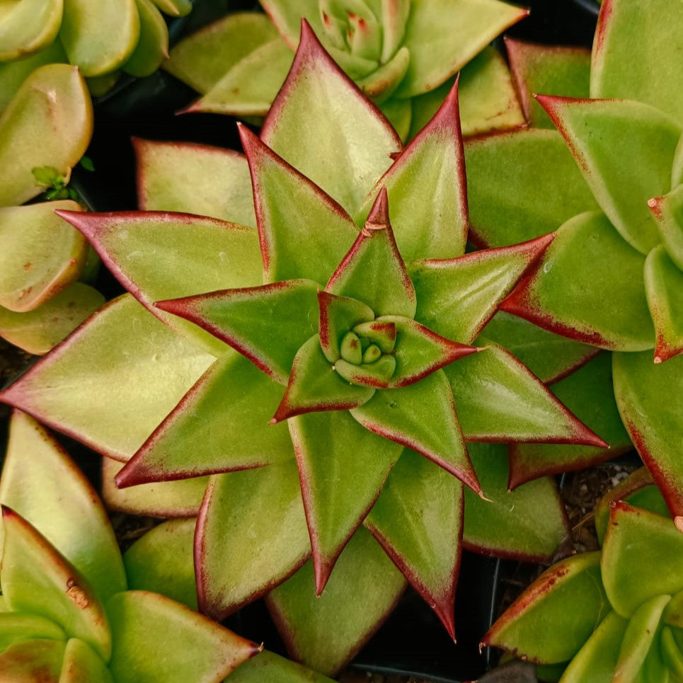 Echeveria Agavoides Lipstick Succulent Plant - myBageecha