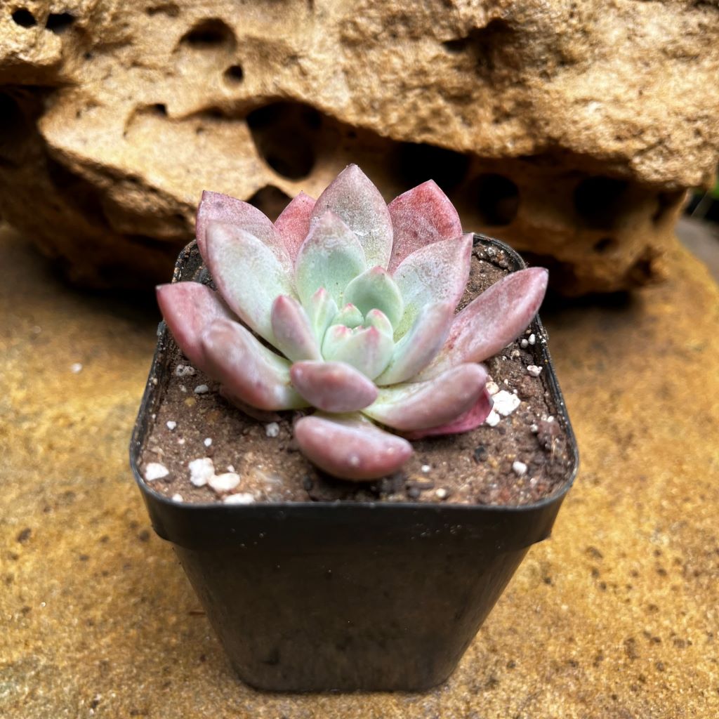 Echeveria Damian Succulent Plant - myBageecha