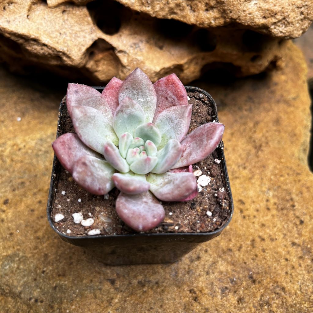 Echeveria Damian Succulent Plant - myBageecha