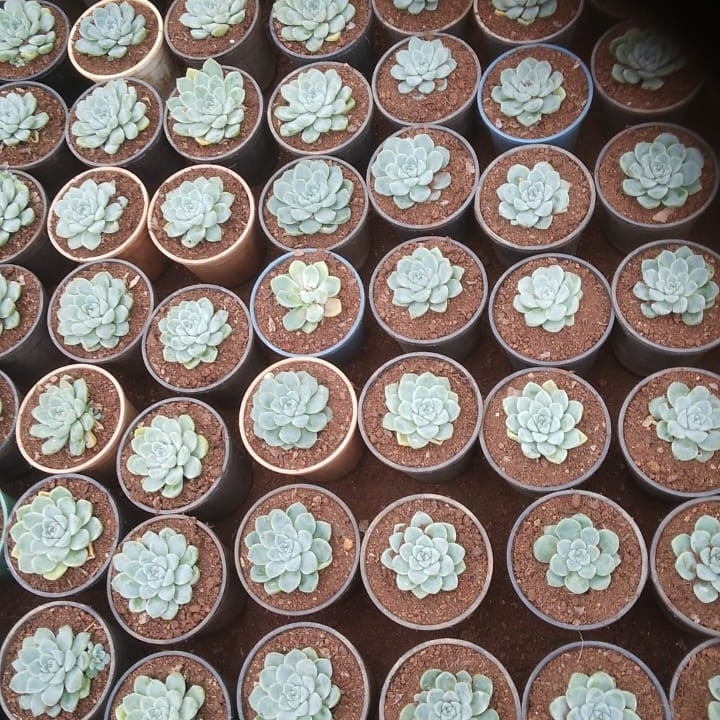 Echeveria Laui Succulent Plant-myBageecha