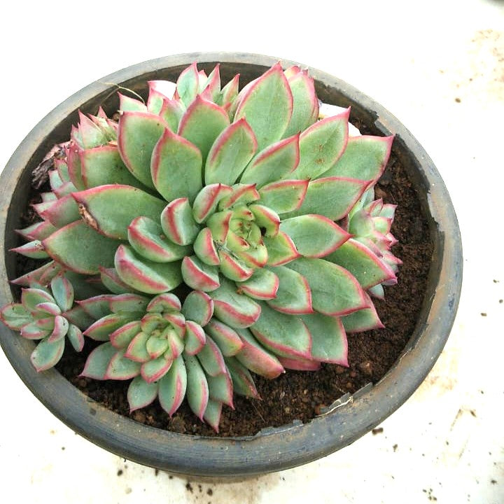 Echeveria Twilight Star Spirit Succulent Plant-myBageecha