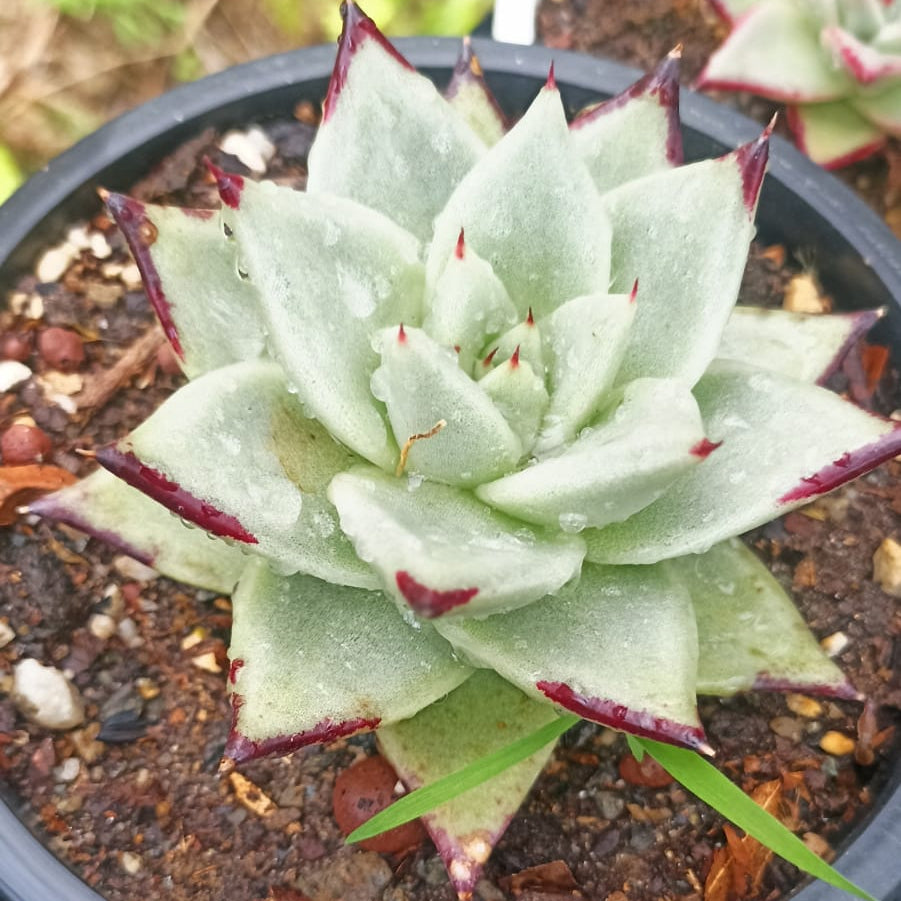 Echeveria agavoides 'Ebony'-myBageecha