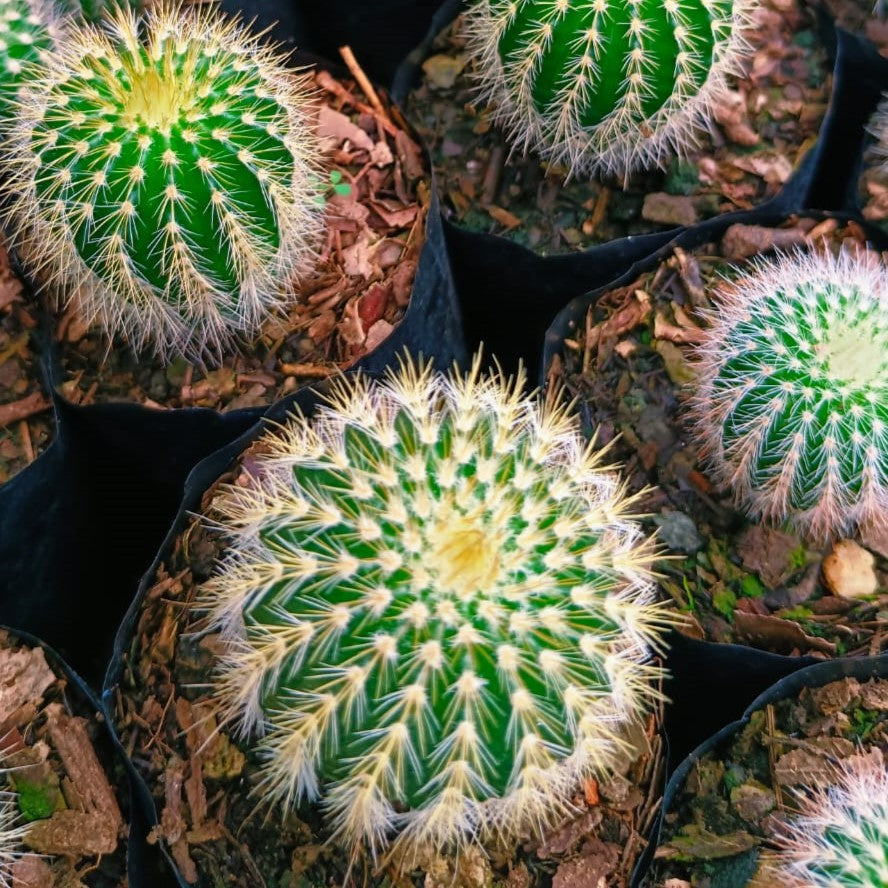 Echinocactus Grusonii Brevispinus Cactus Plant - myBageecha