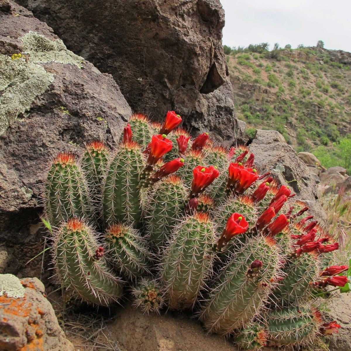 Echinocereus coccineus Cactus Plant - myBageecha