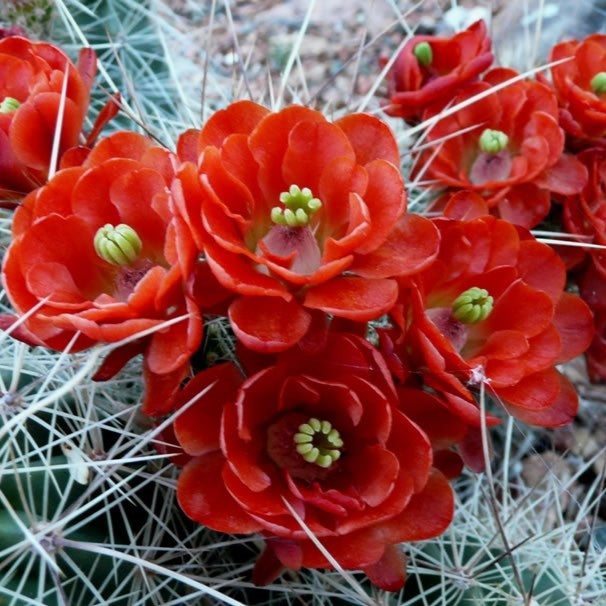 Echinocereus coccineus Cactus Plant - myBageecha