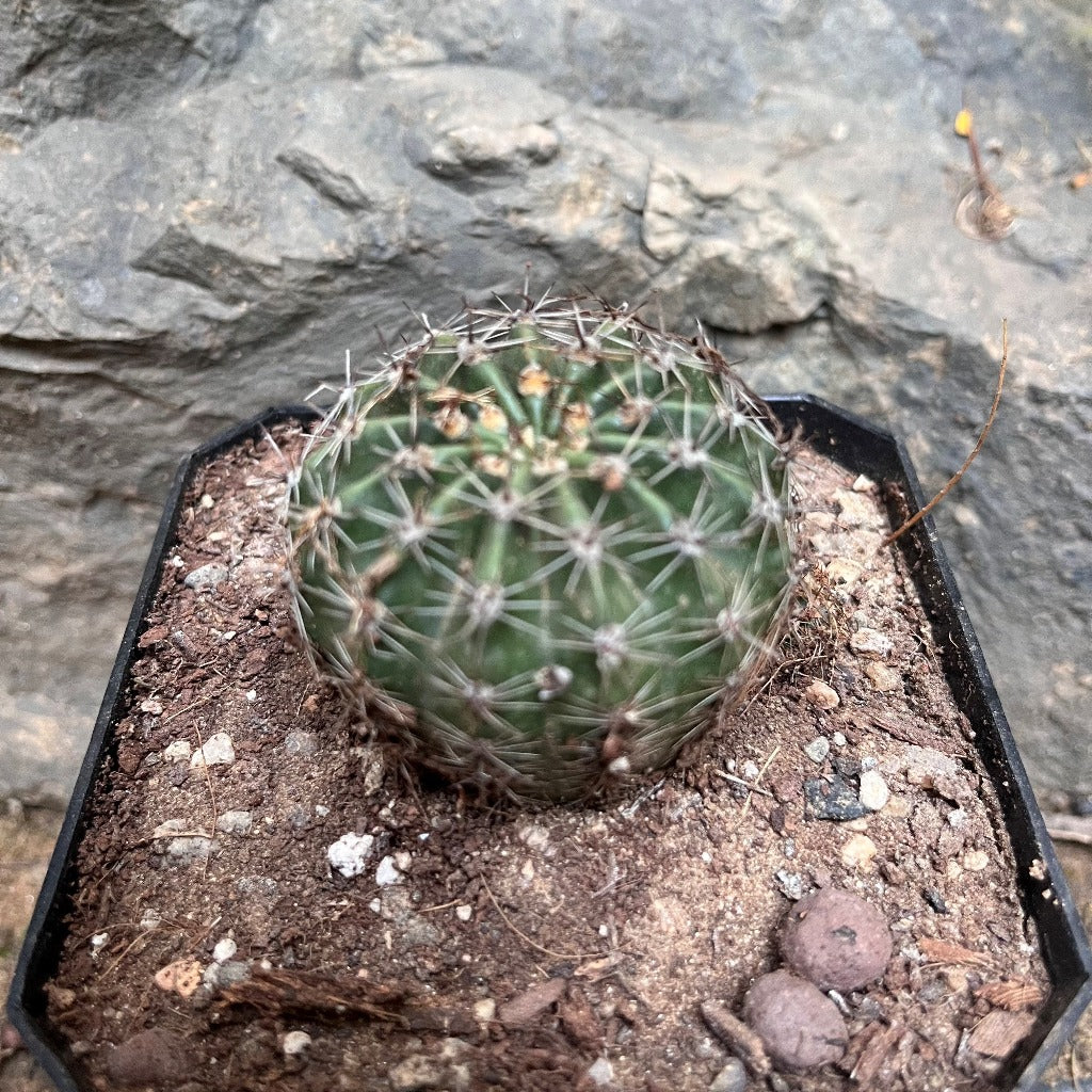 Echinocereus coccineus Cactus Plant - myBageecha