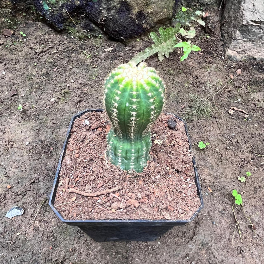 Echinopsis ‘Cupcake’ Cactus Plant-myBageecha