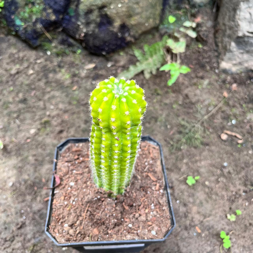 Echinopsis Lemon Cactus Plant-myBageecha