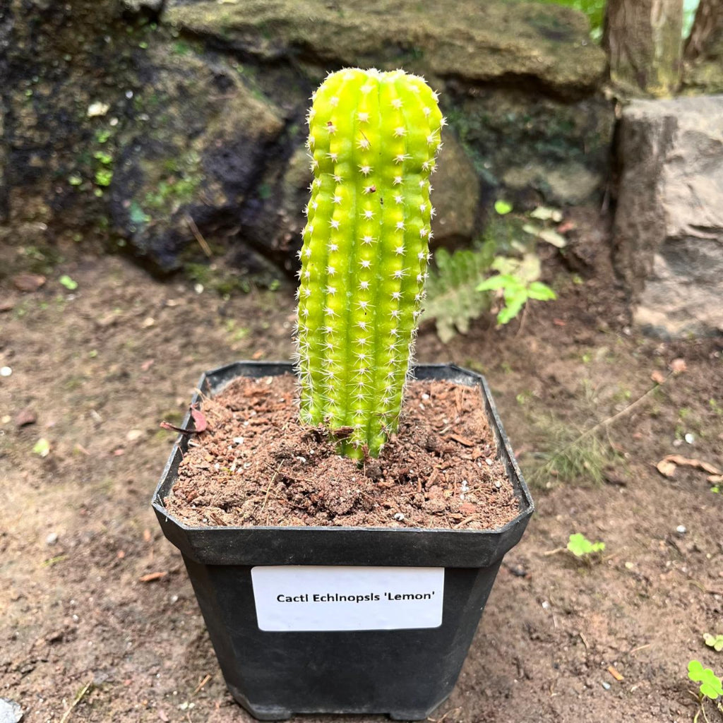 Echinopsis Lemon Cactus Plant-myBageecha
