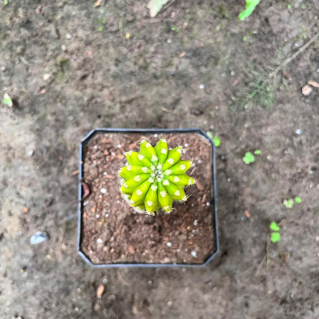 Echinopsis Lemon Cactus Plant-myBageecha