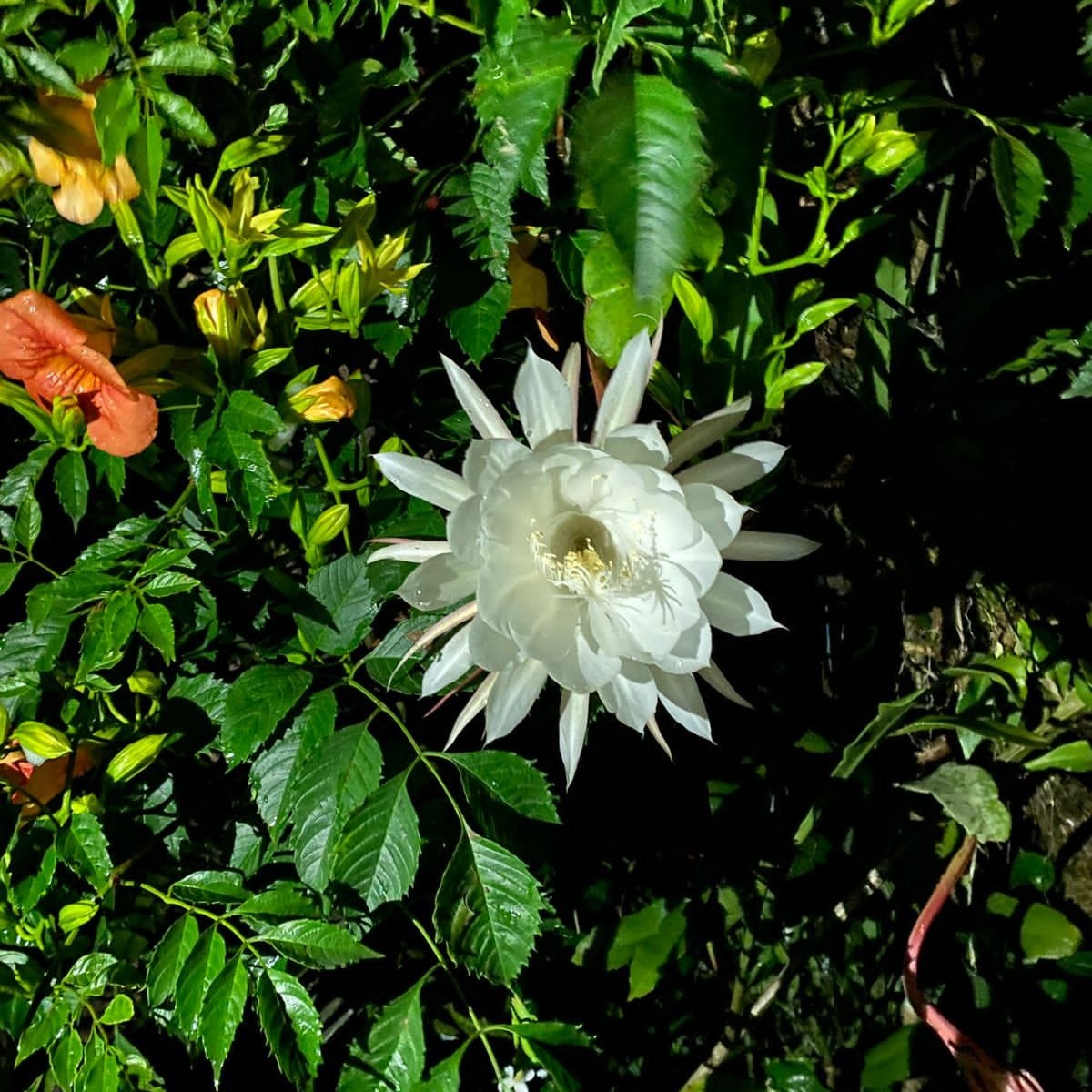 Epiphyllum Pumilum-myBageecha