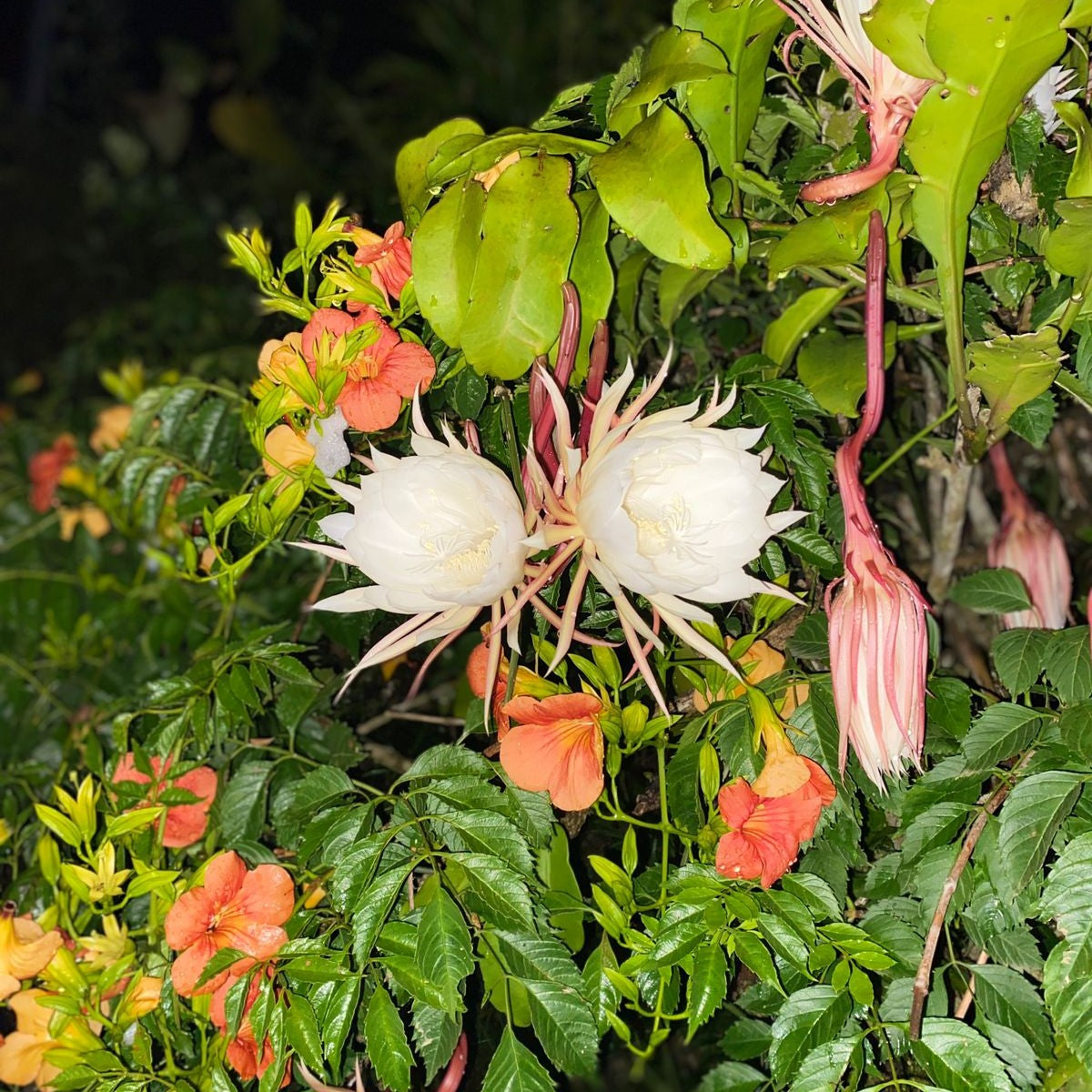 Epiphyllum Pumilum-myBageecha