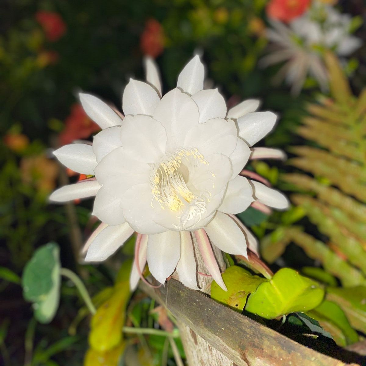 Epiphyllum Pumilum-myBageecha