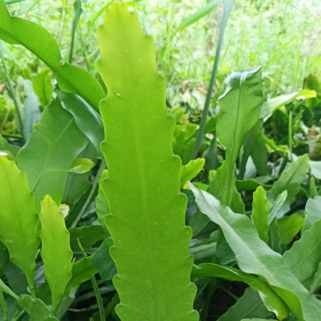 Epiphyllum Ackermannii Pink Cactus Plant