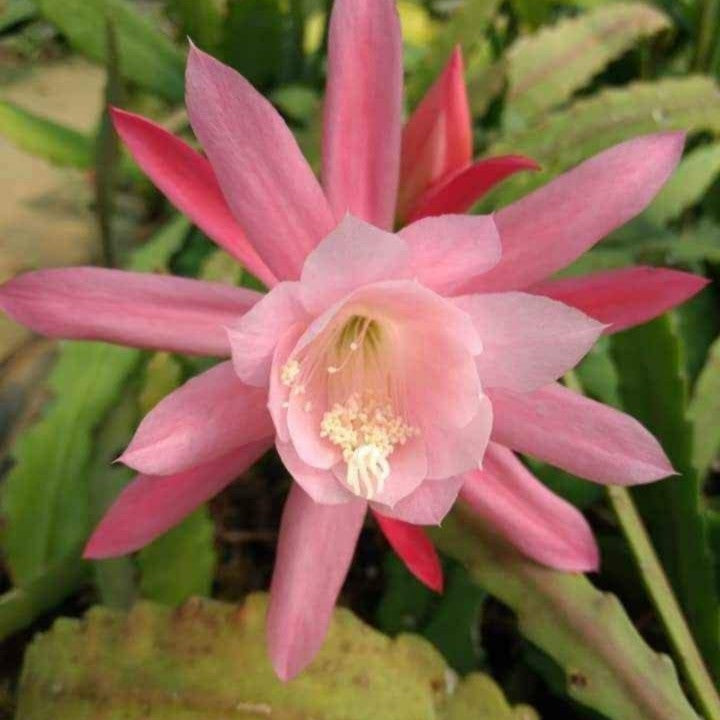 Epiphyllum Ackermannii Pink Cactus Plant