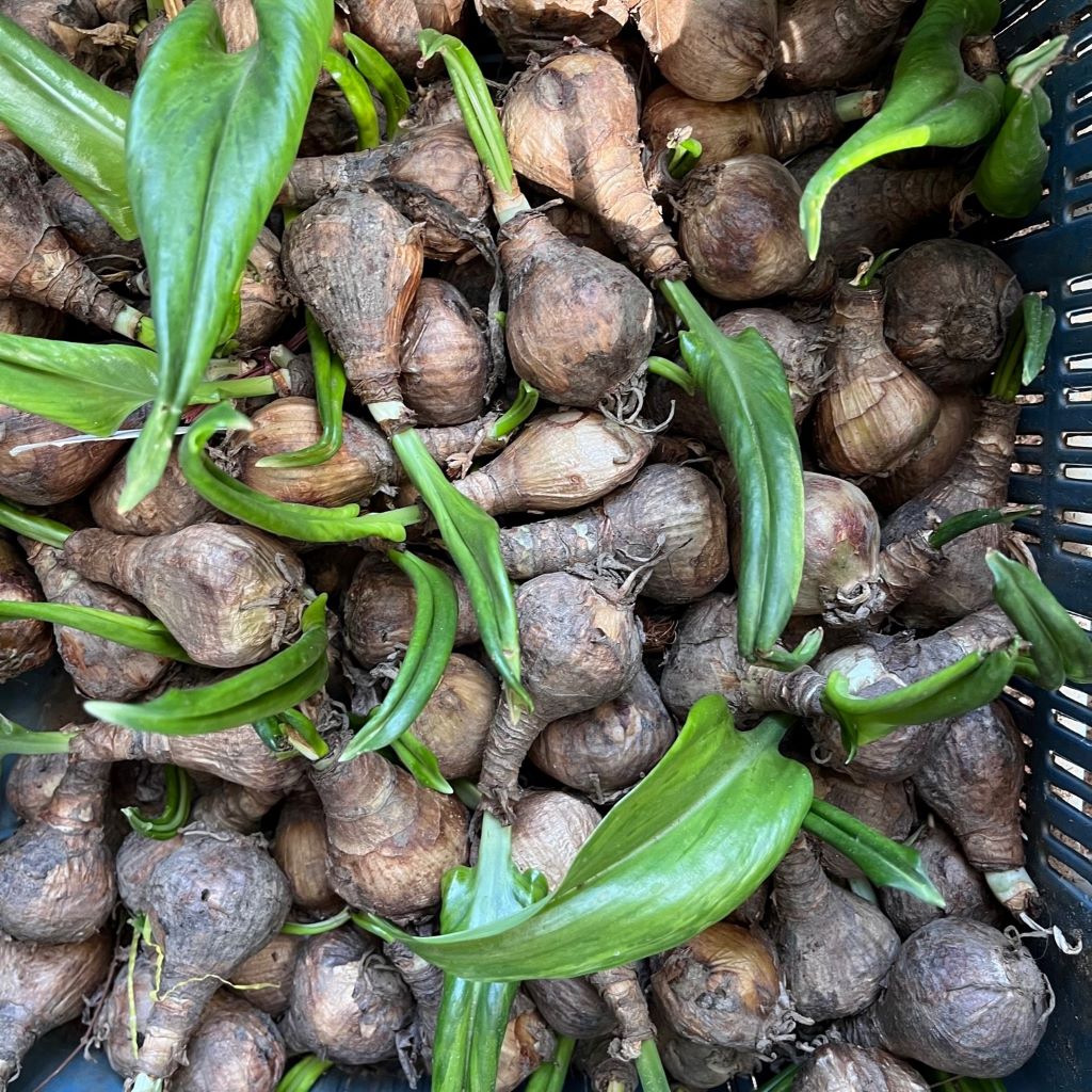 Eucharis grandiflora - Amazon Lily (Bulbs)
