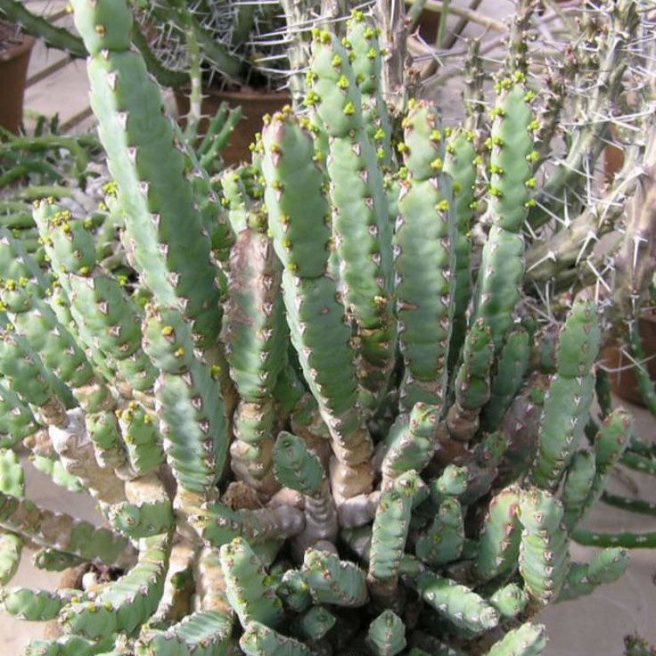 Euphorbia Debilispina-myBageecha