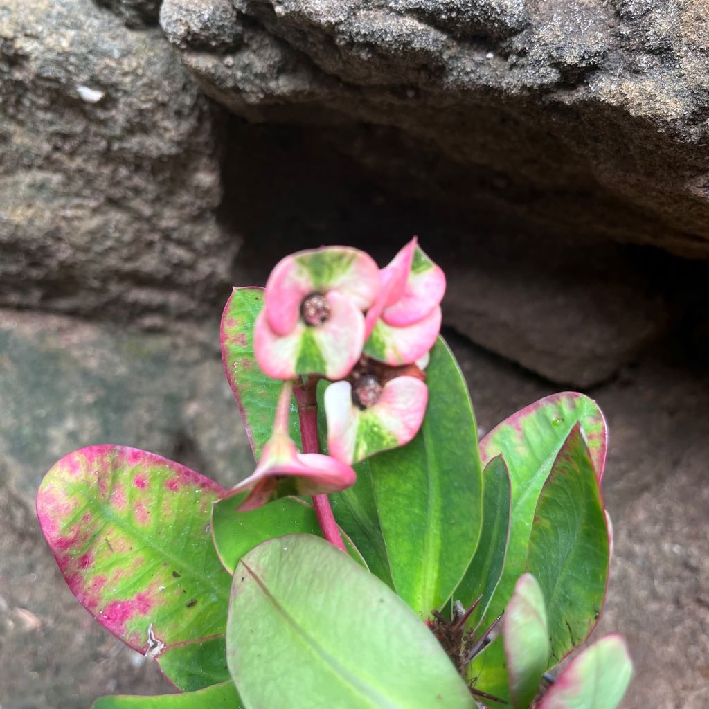 Euphorbia Millii Harlequin Cactus Plant - myBageecha