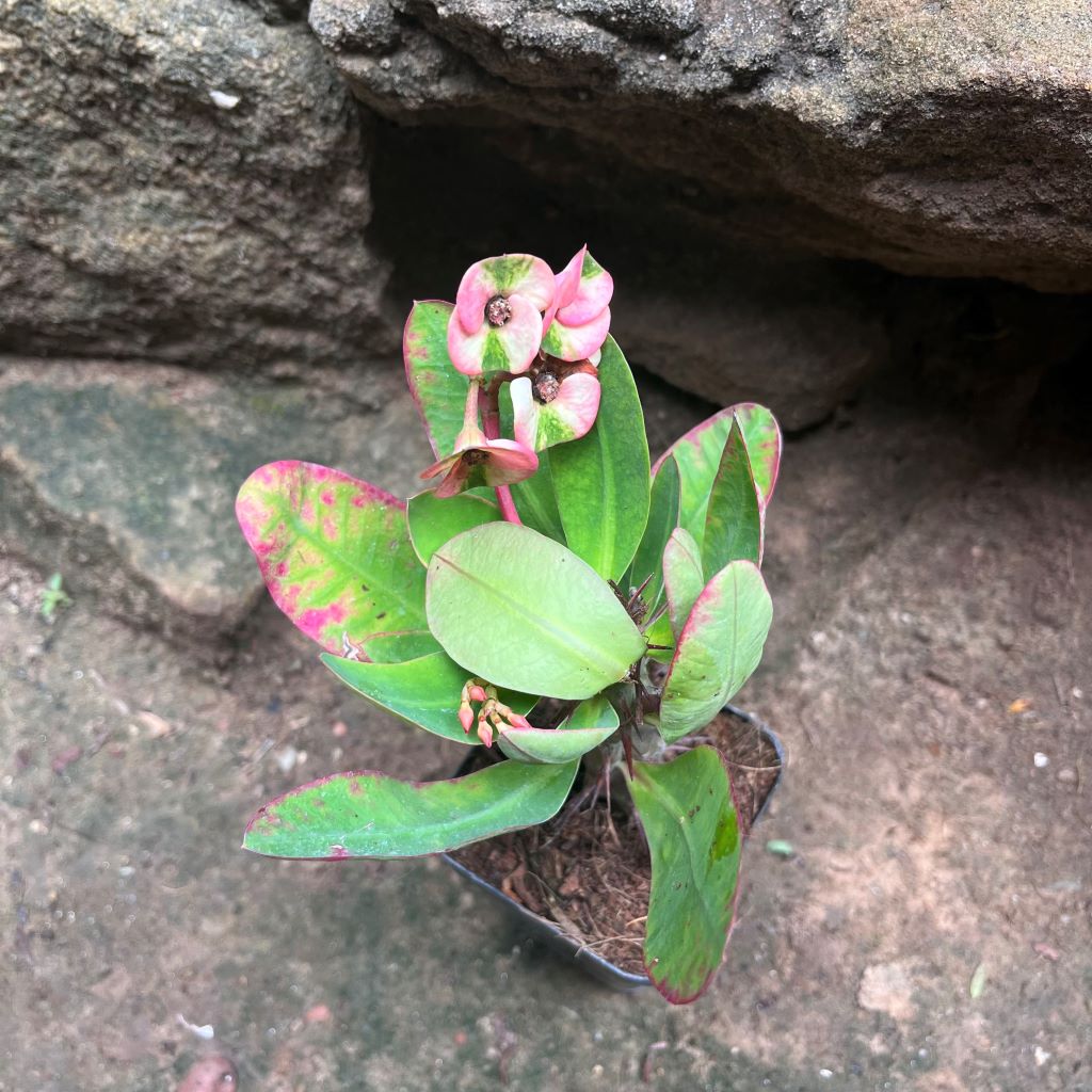 Euphorbia Millii Harlequin Cactus Plant - myBageecha