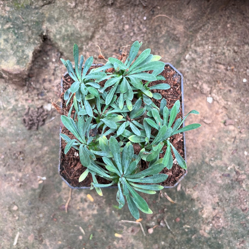 Euphorbia Japonica Cactus Plant - myBageecha