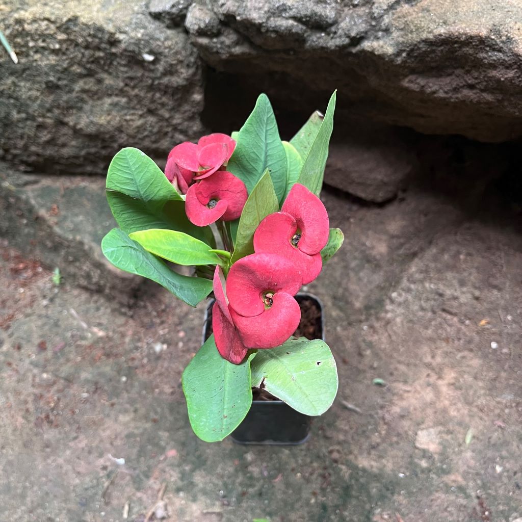 Euphorbia Millii Khurap Sian Cactus Plant - myBageecha