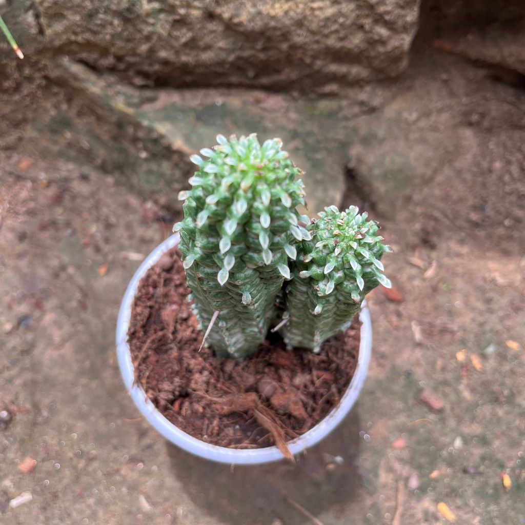 Indian Corn Cob Cactus Plant - myBageecha