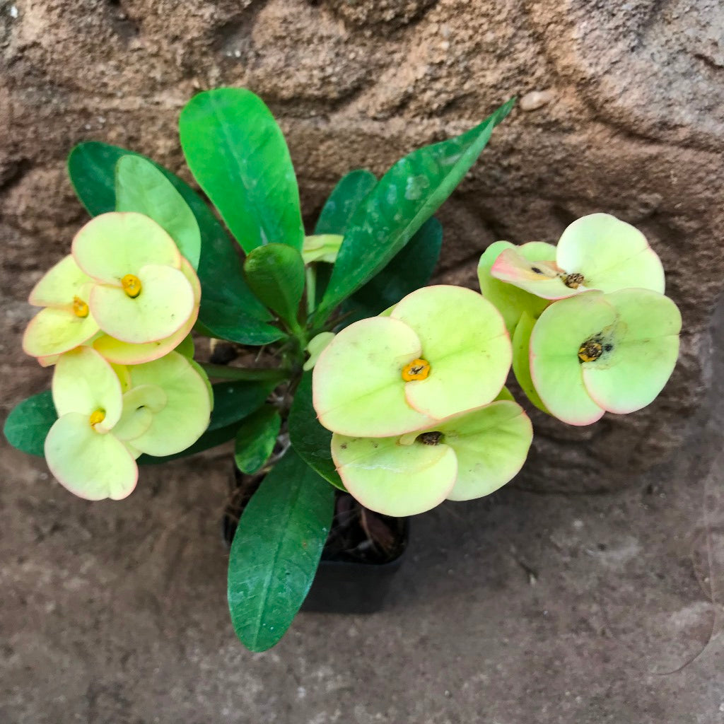 Euphorbia Milii Dwarf Apache Yellow Cactus Plant