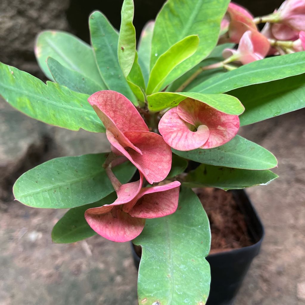 Euphorbia Millii Sonia Cactus Plant - myBageecha