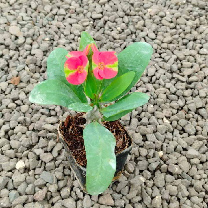 Euphorbia Millii Maha Sethi Cactus Plant-myBageecha