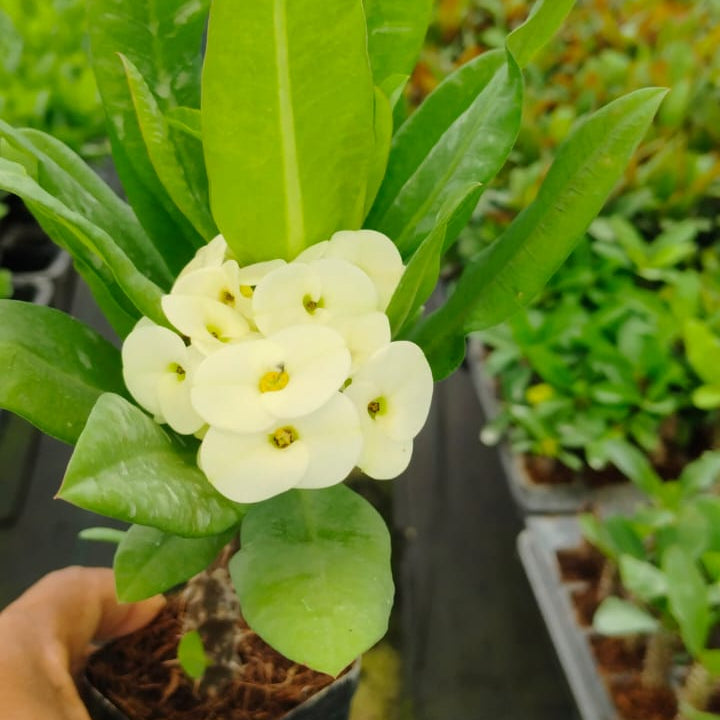 Euphorbia Millii White Bouquet Cactus Plant