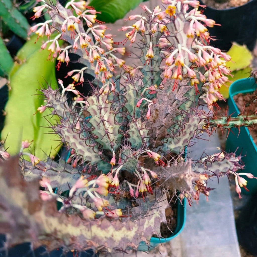 Euphorbia greenwayi Cactus Plant-myBageecha