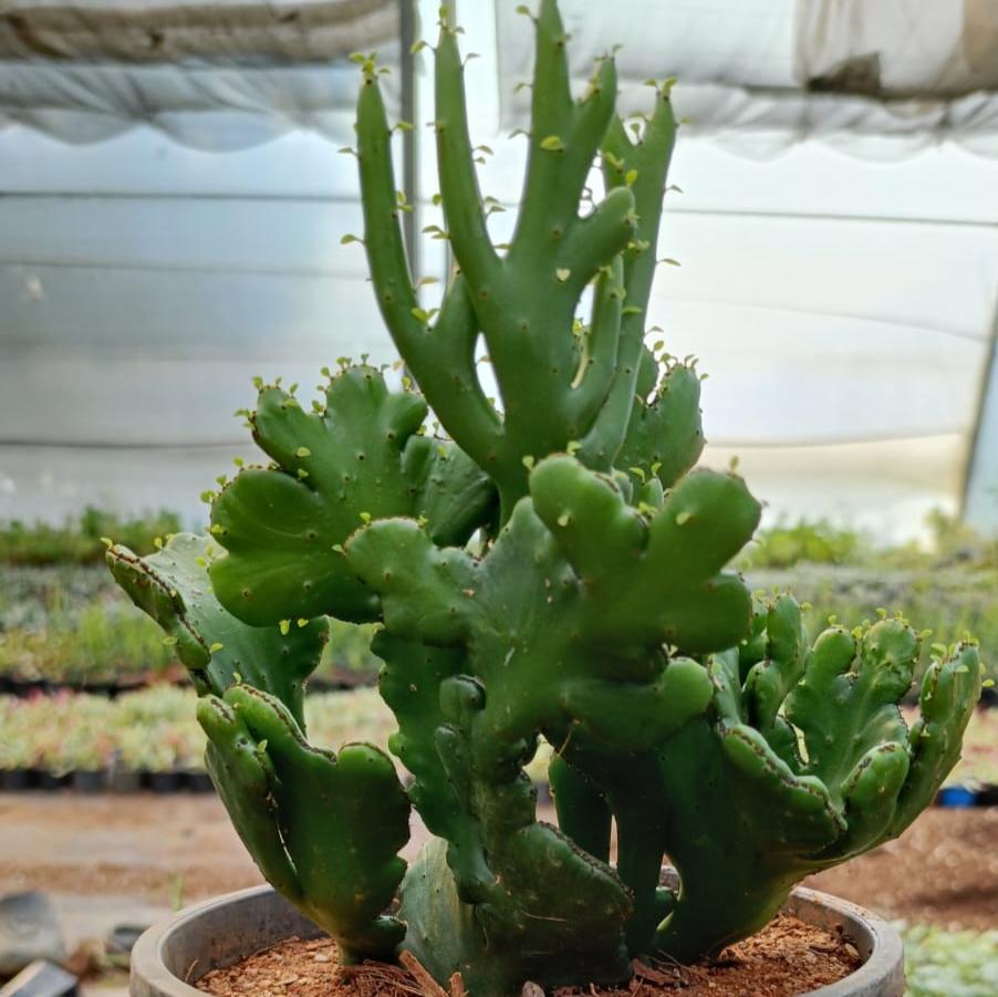 Euphorbia leucodendron Cristata Cactus Plant Online