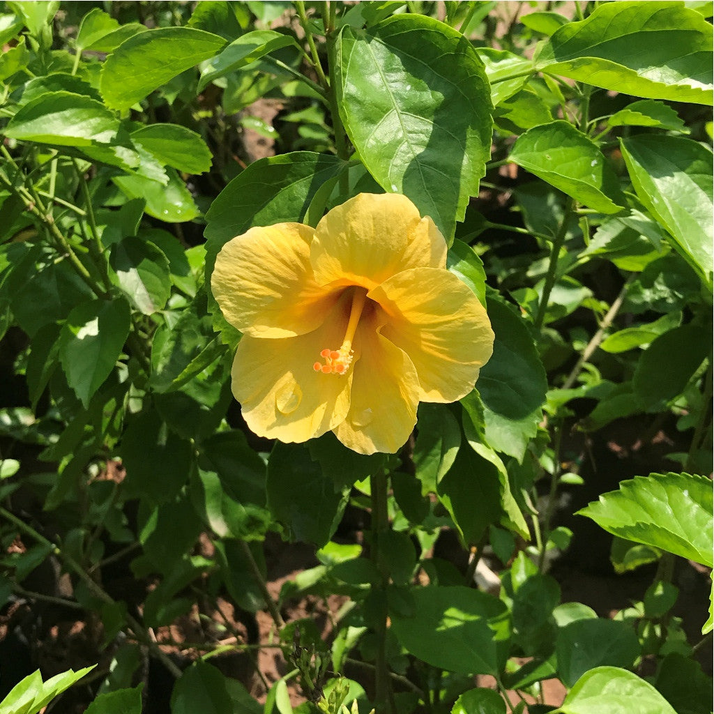 Set of 3 Best Outdoor Flowering Plants - Hibiscus Yellow Fellow Plant + Jasminum Sambac Butt Mogra Plant + Thryallis Golden Shower Plant - myBageecha