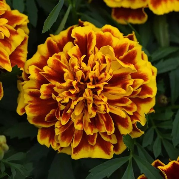 Marigold French Bonanza Bee Flower Seeds – bicolour blooms – myBageecha