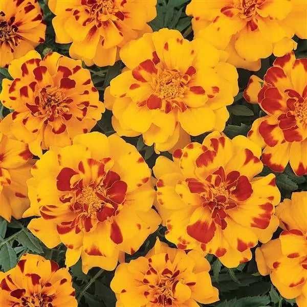 Marigold Durango Bolero Flower Seeds – bicolour blooms – myBageecha