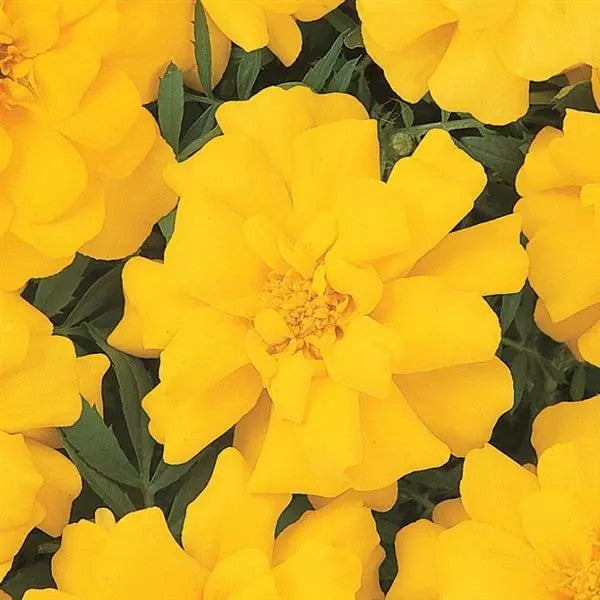 Marigold Durango Yellow Flower Seeds – yellow blooms – myBageecha